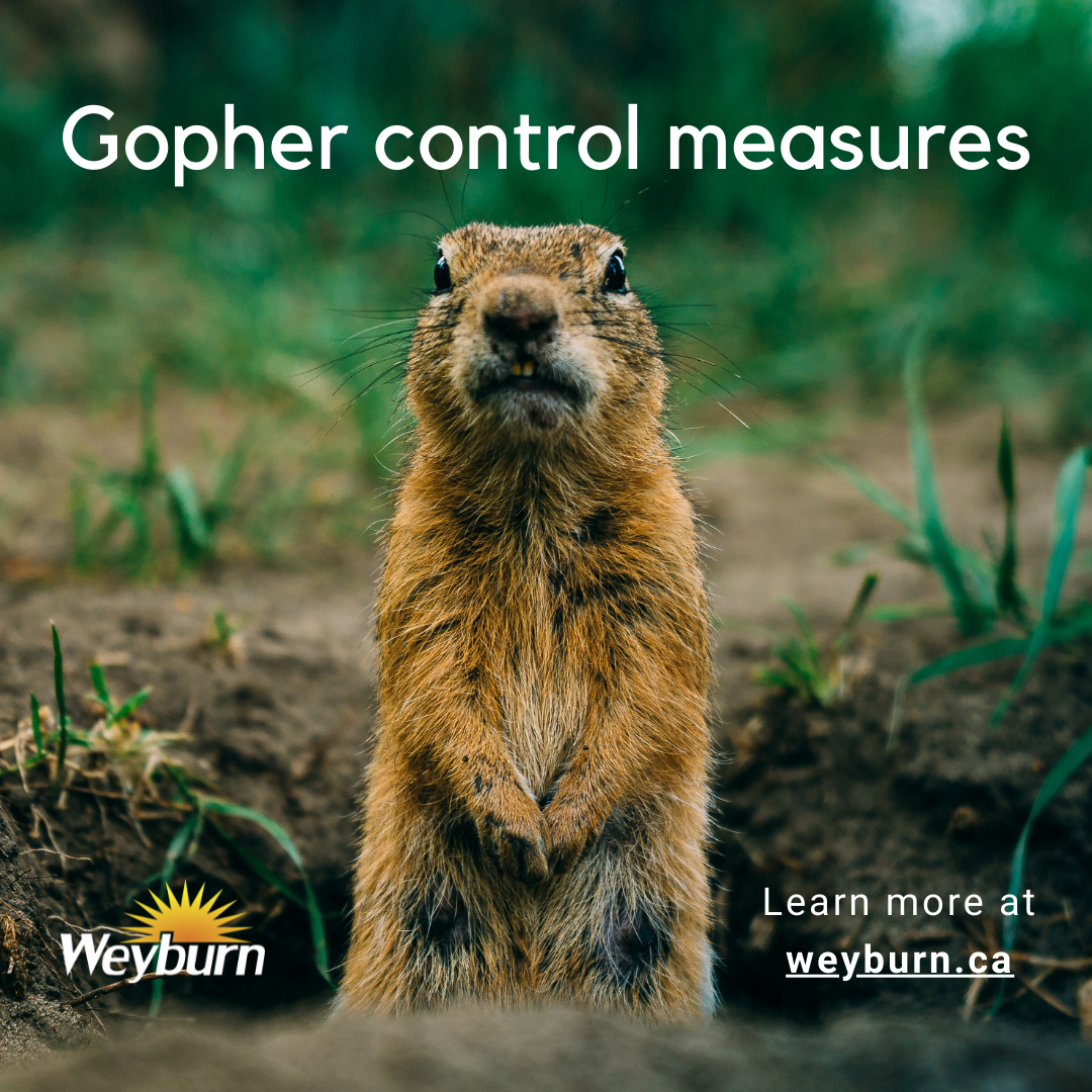 City advising residents of increased gopher control within community